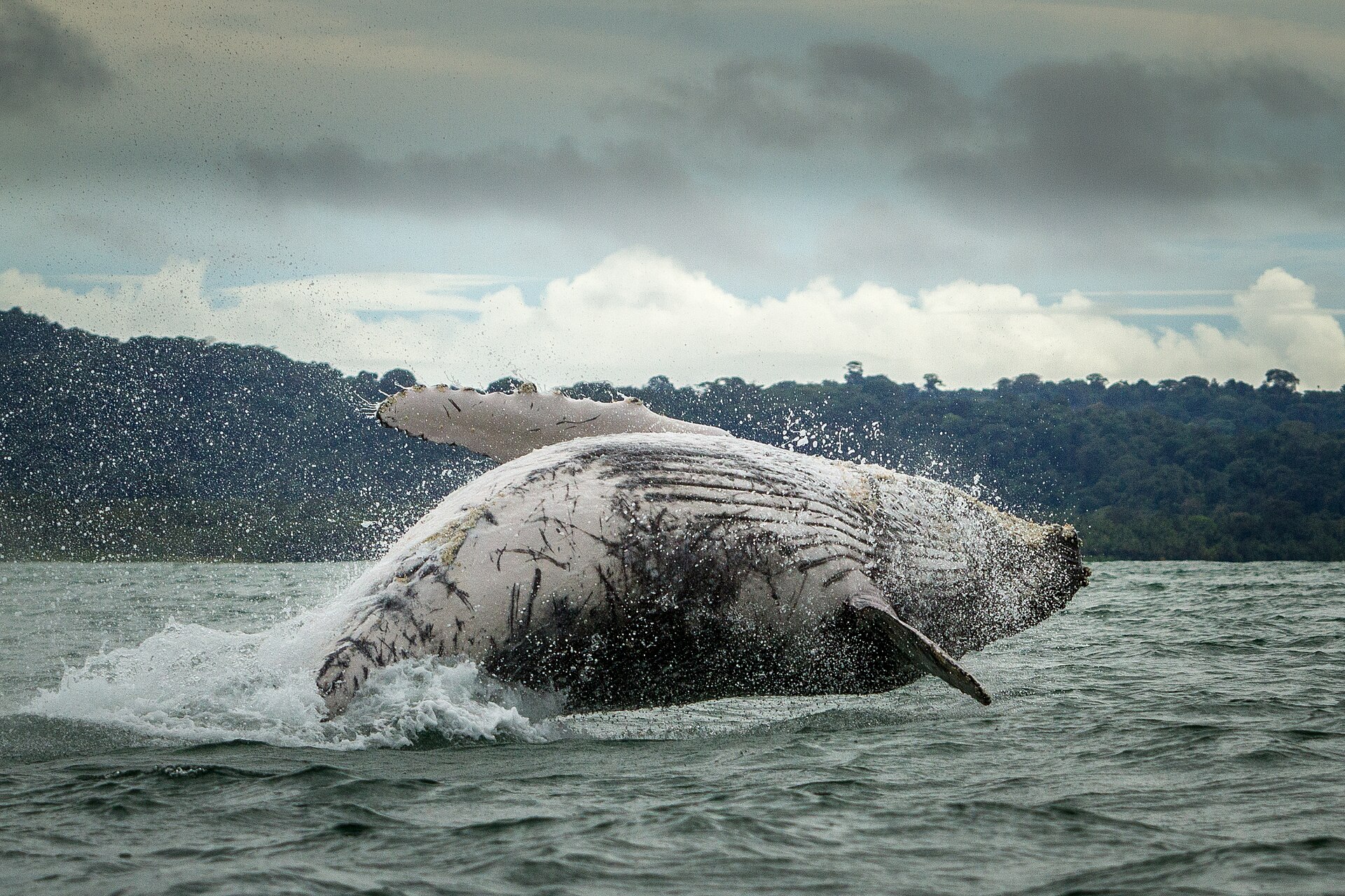 Ballena jorobada frente a la costa del Chocó